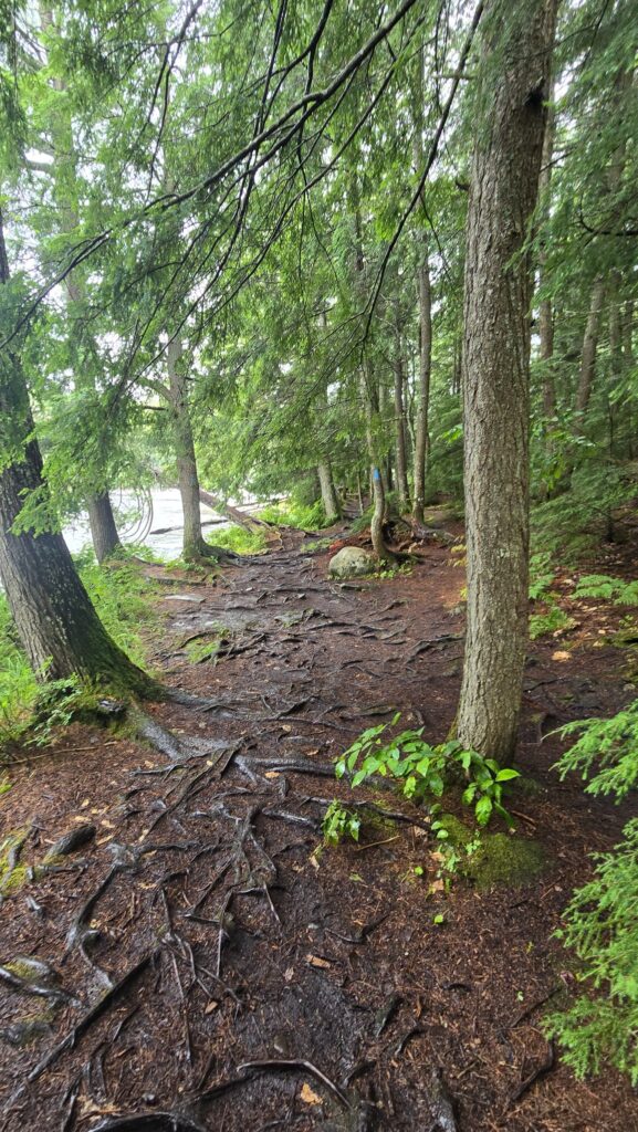 Rooty portion of the River Trail/North Country Trail on the Tahqua Trail 25K