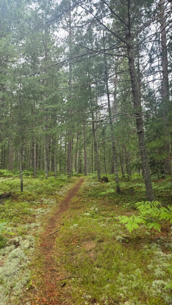 Single track trail of the North Country Trail