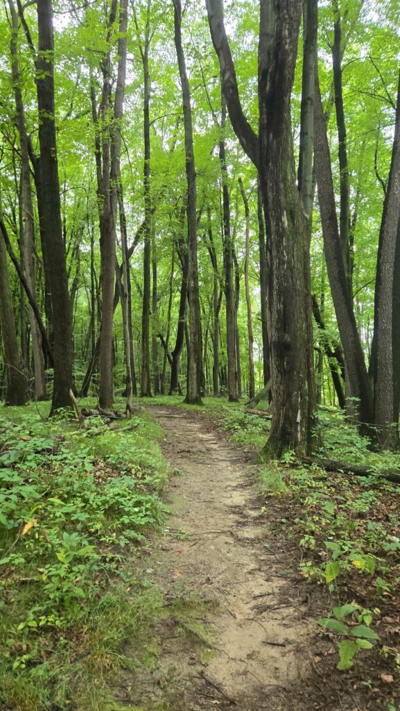 Trail for the Deer Fly 5 Trail Run