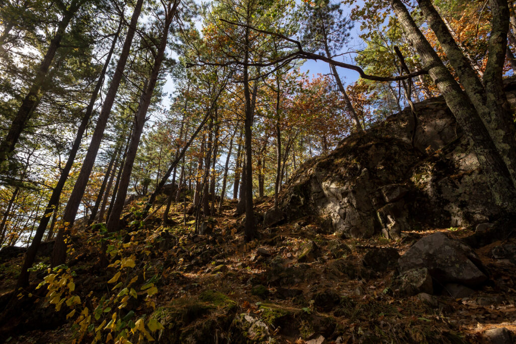 Large rock with trees growing all around along the trail up Sugarloaf Mountain