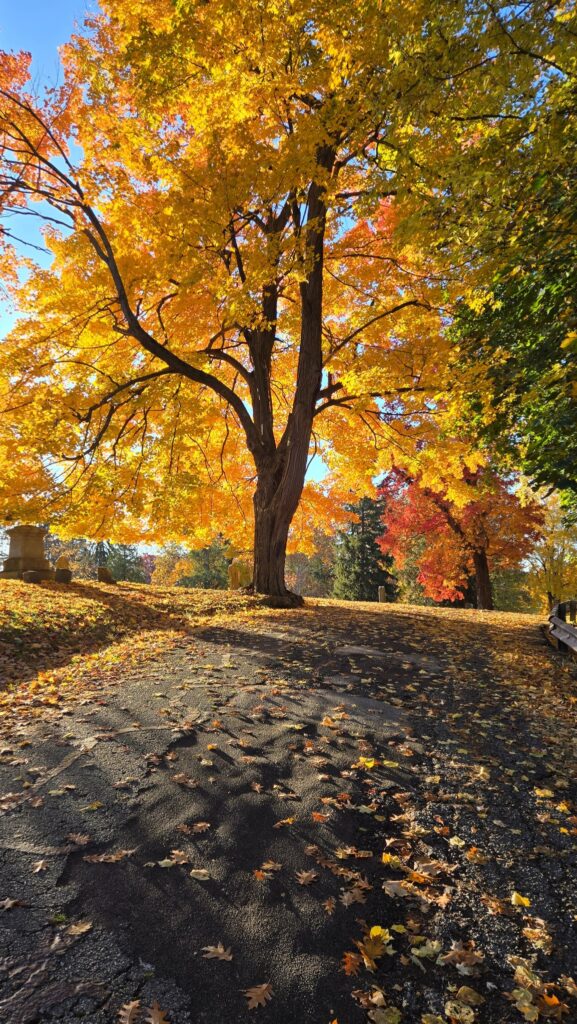 Bright yellow tree in the Mount Hope Cemetery