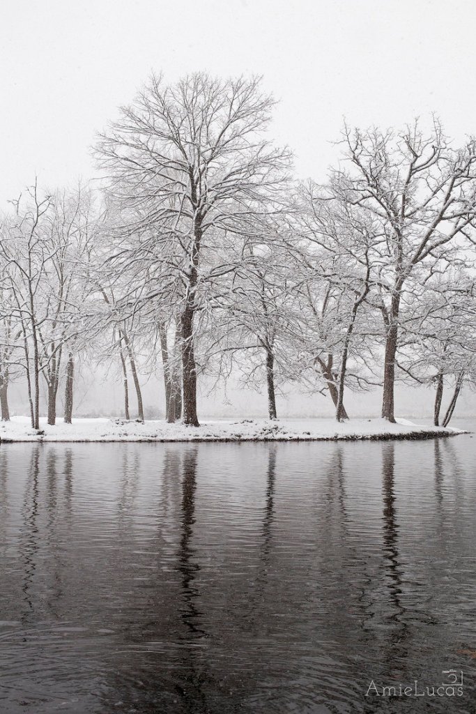 Snow covered trees on a river