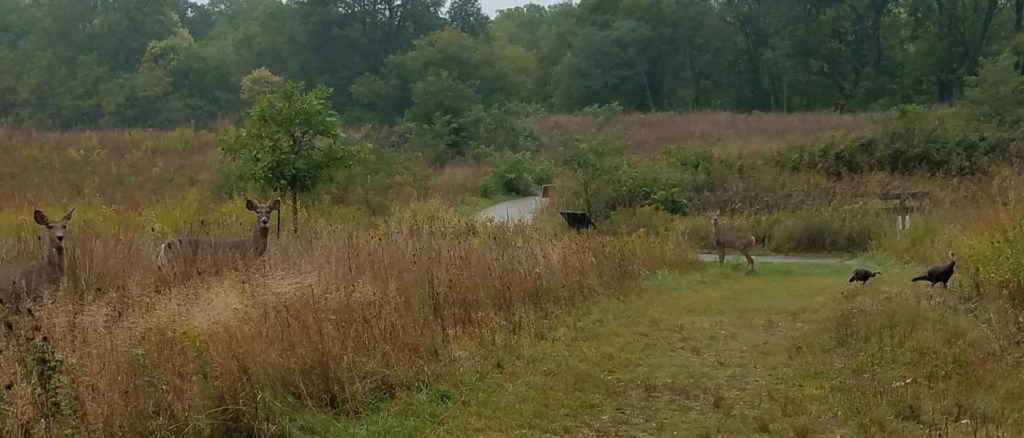 Trail Running at Fenner Nature&nbsp;Center