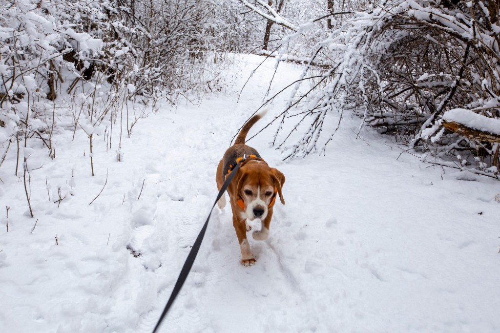 Beagle walking on a trail