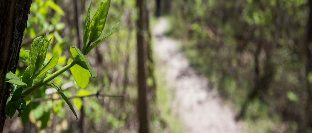 Run Wild at the Woldumar 5K Trail Race
