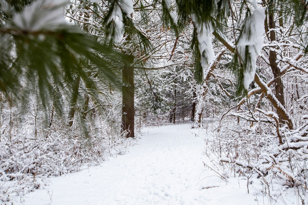 Snow covered trail with pine needles