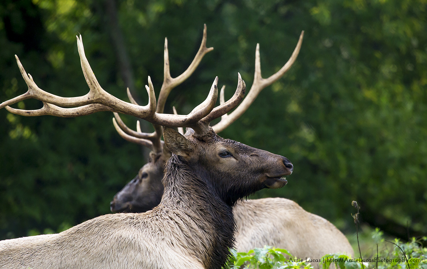 Experience the Elk at Gaylord’s City Park