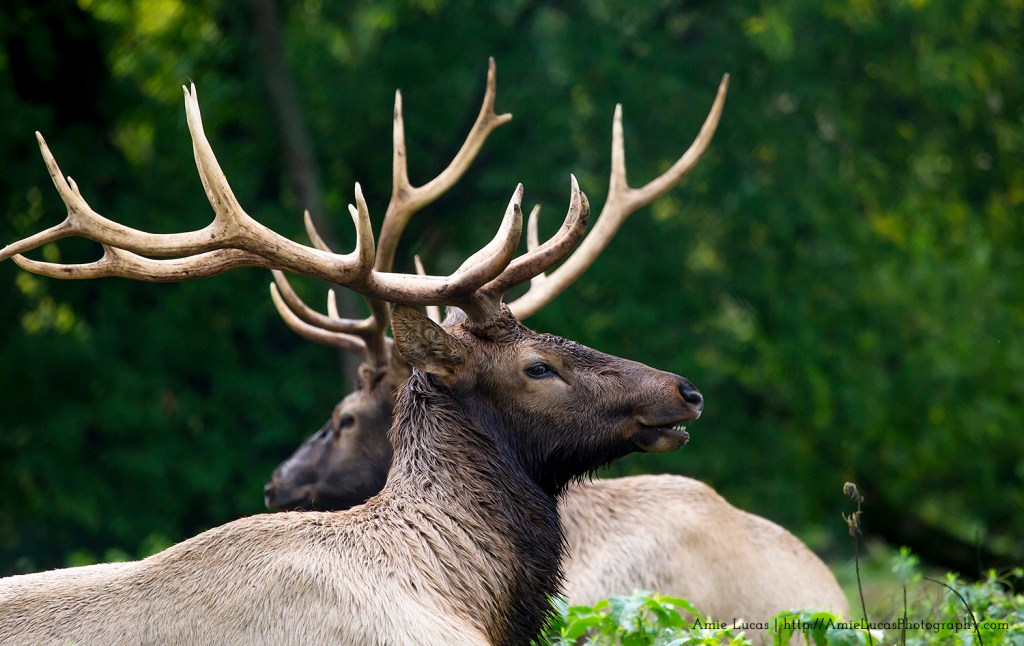 Experience the Elk at Gaylord’s City&nbsp;Park