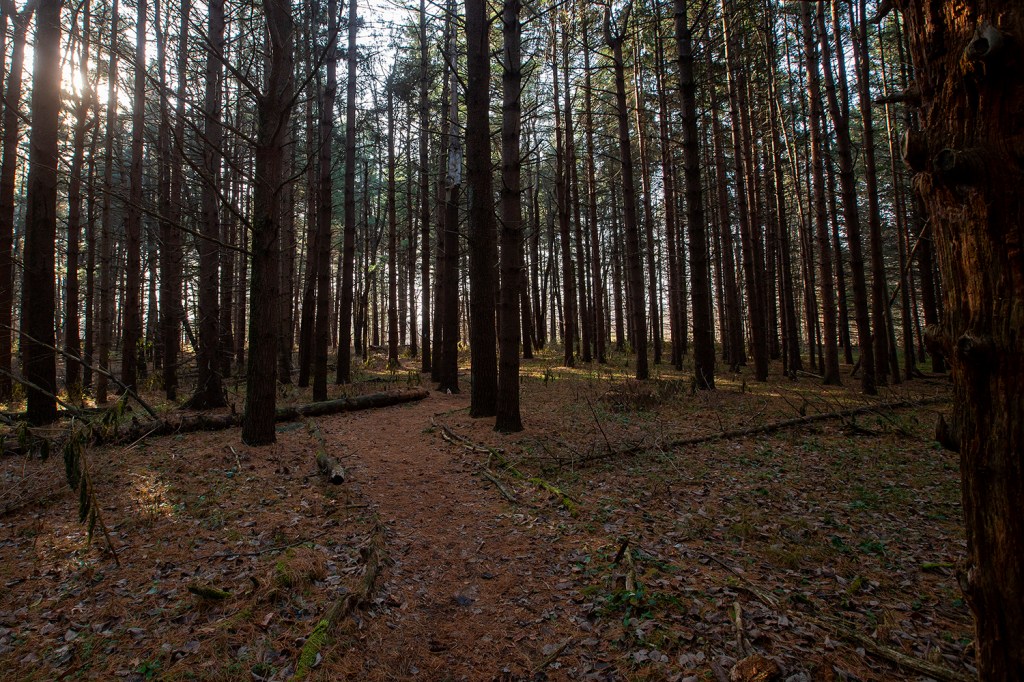 Trail winding through spruce and pine forest
