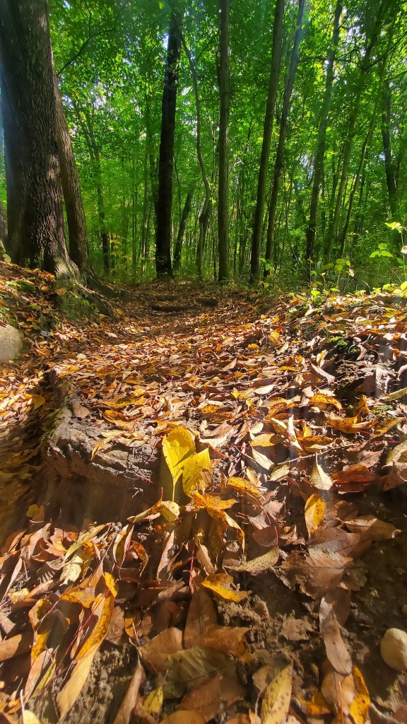 Waterloo Pinckney Trail