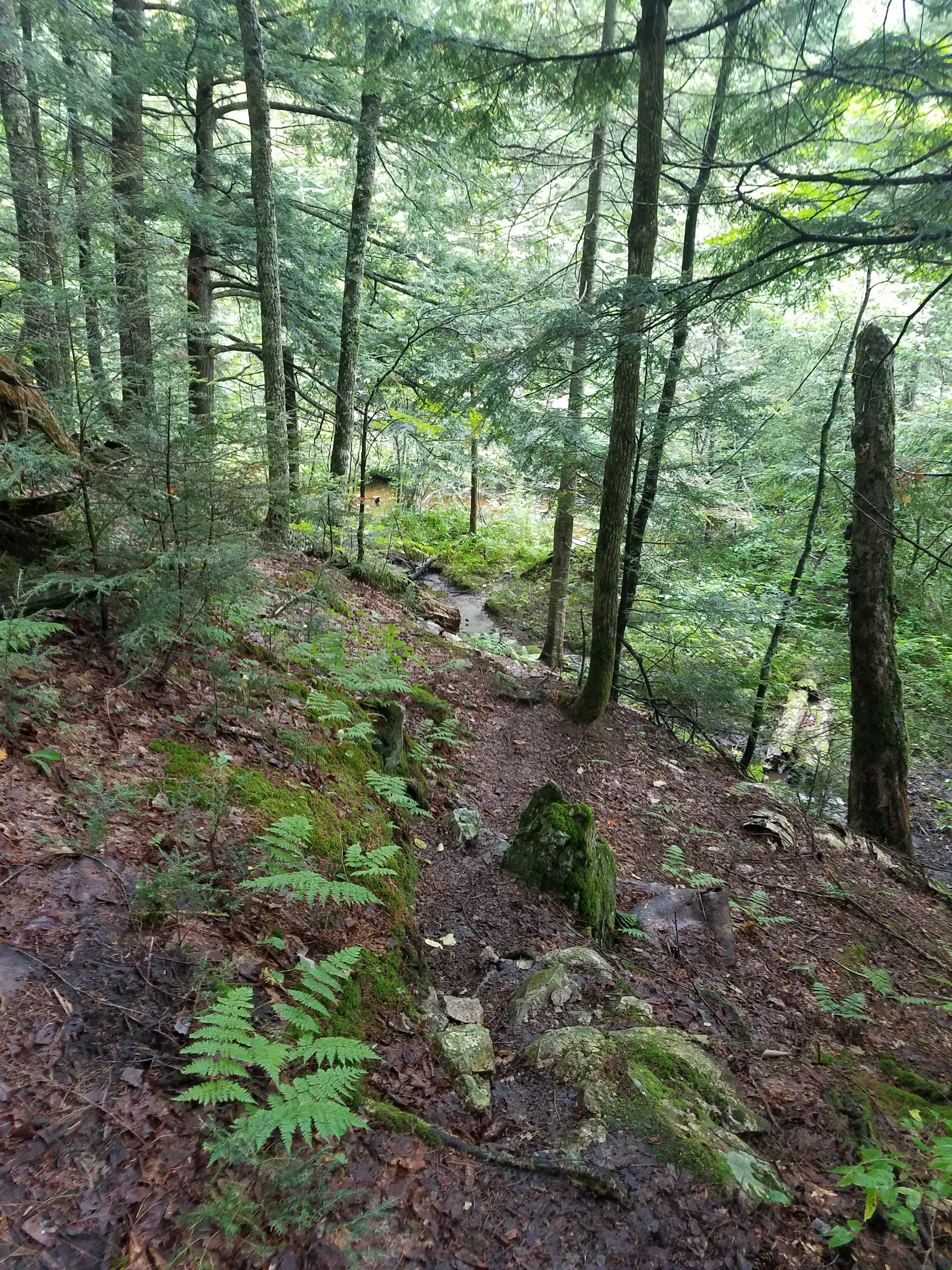 Yellow Dog Falls Trail