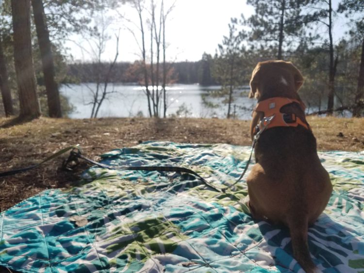 Brisco (beagle) looking at lake from Town Corners campground