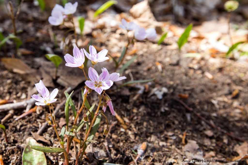 An Outdoor Michigan Spring Bucket&nbsp;List