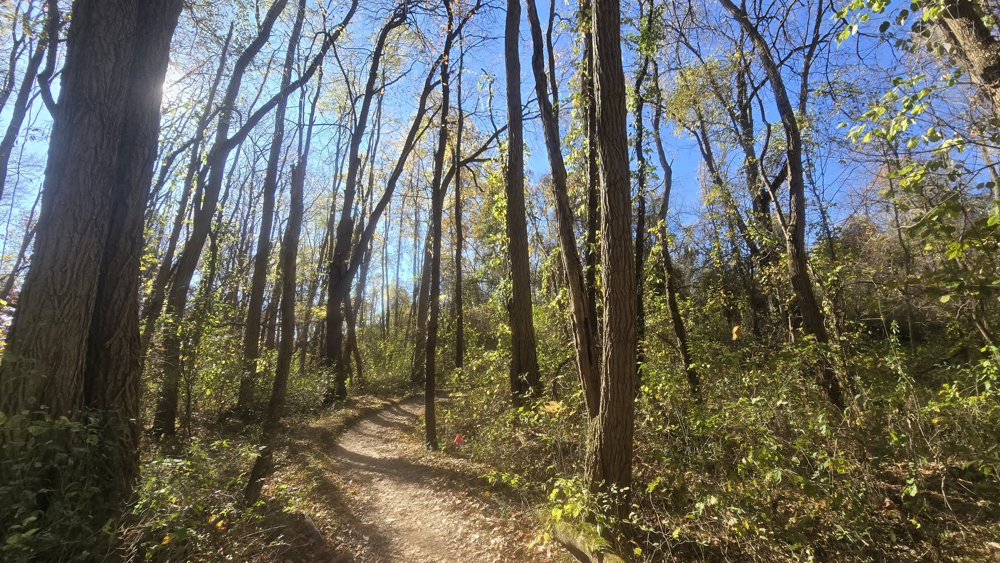 Bonfyre Trail Fest: A Race to Remember