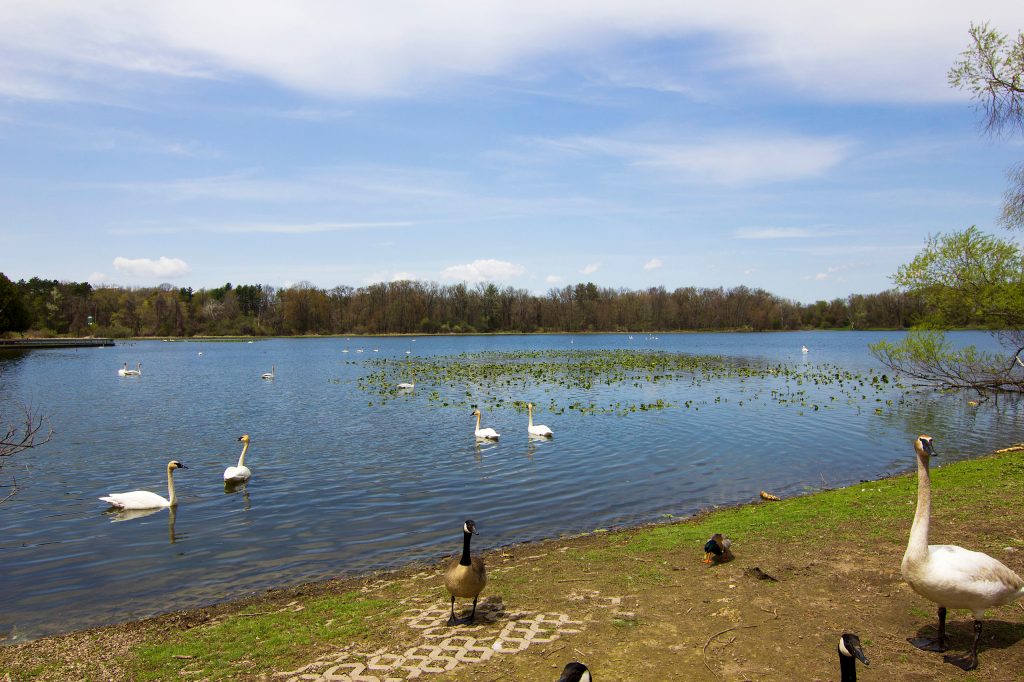 A Unique Wildlife Experience: W.K. Kellogg Bird&nbsp;Sanctuary