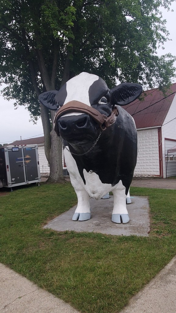 Elise, Michigan Cow