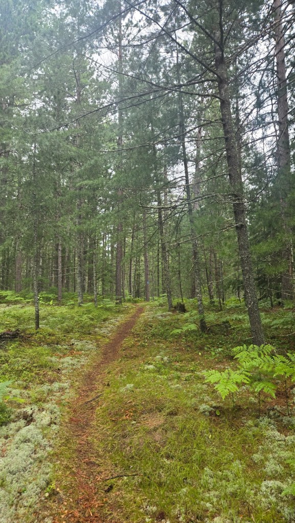 Single track trail of the North Country Trail