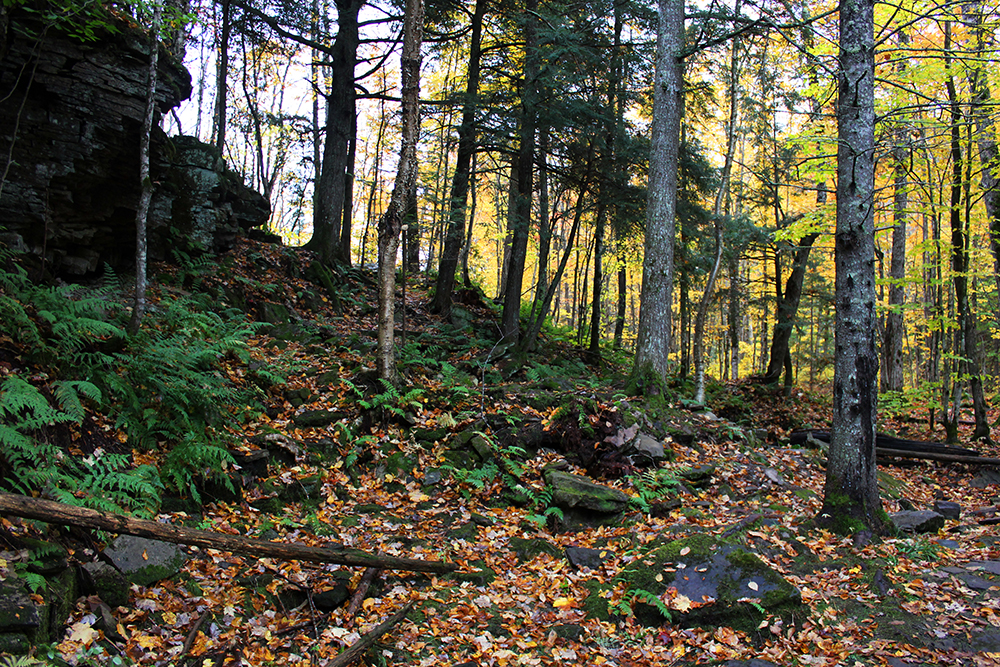 Rocks and Forest