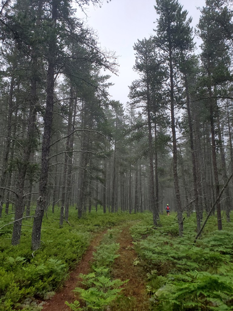 A foggy, fern covered trail through a pine forest.