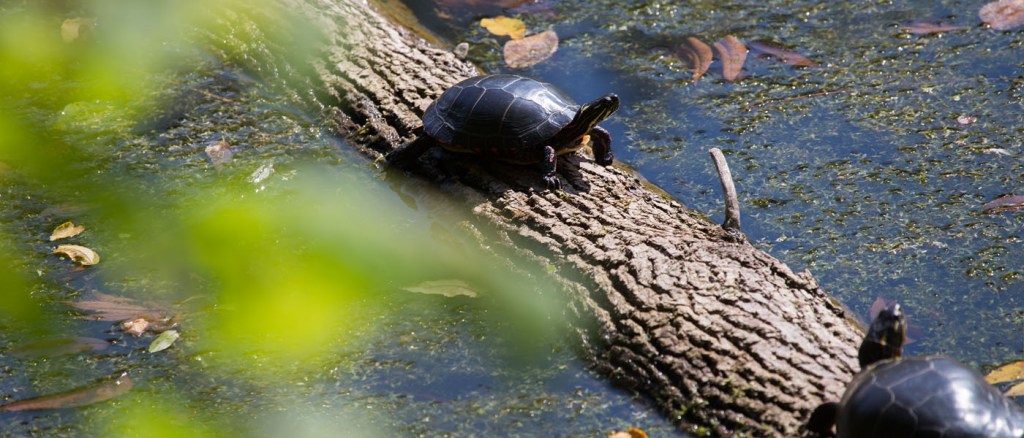 Hiking the Trails of Chippewa Nature Center