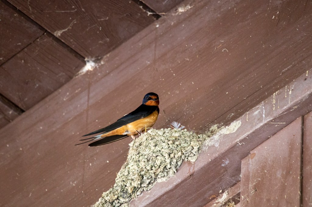 Barn Swallow