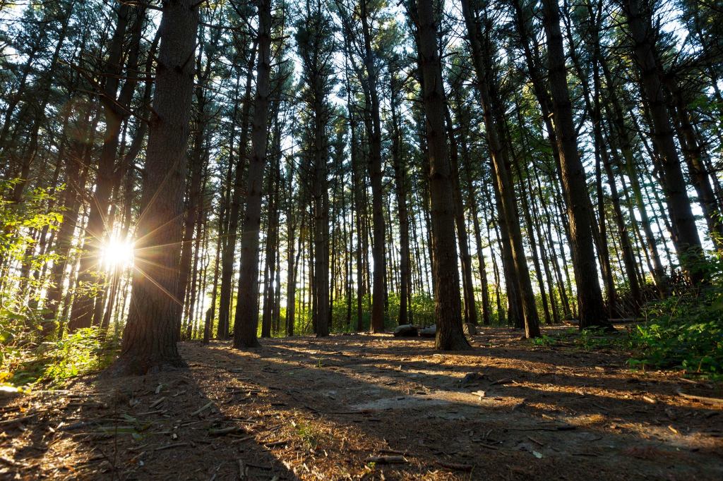 White Pine Forest with sun beam