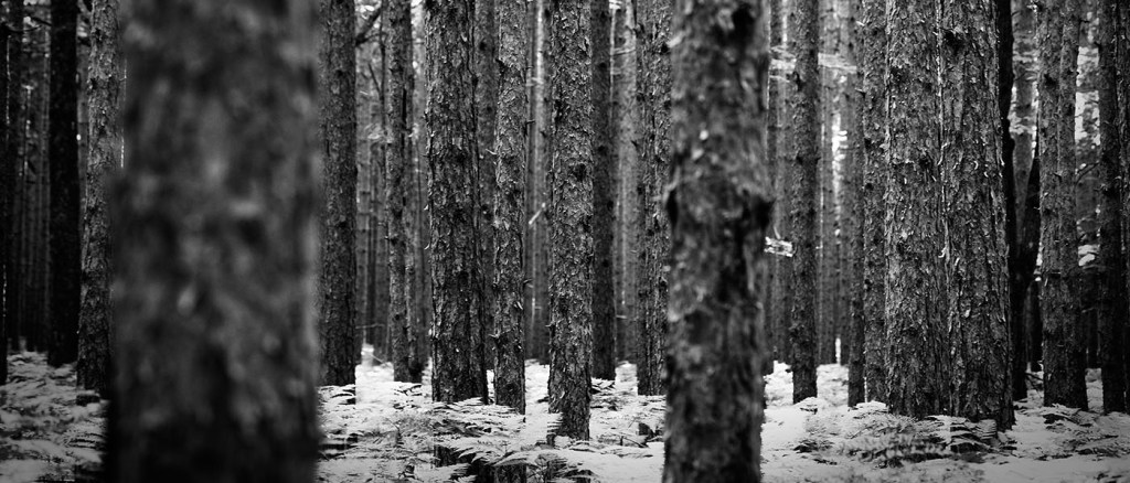Why We Love Dispersed Camping in Manistee National&nbsp;Forest
