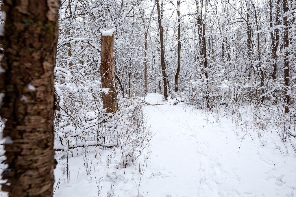Snow covered trail
