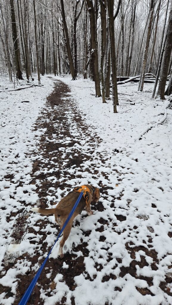 Brisco walking down a trail at Valhalla Park