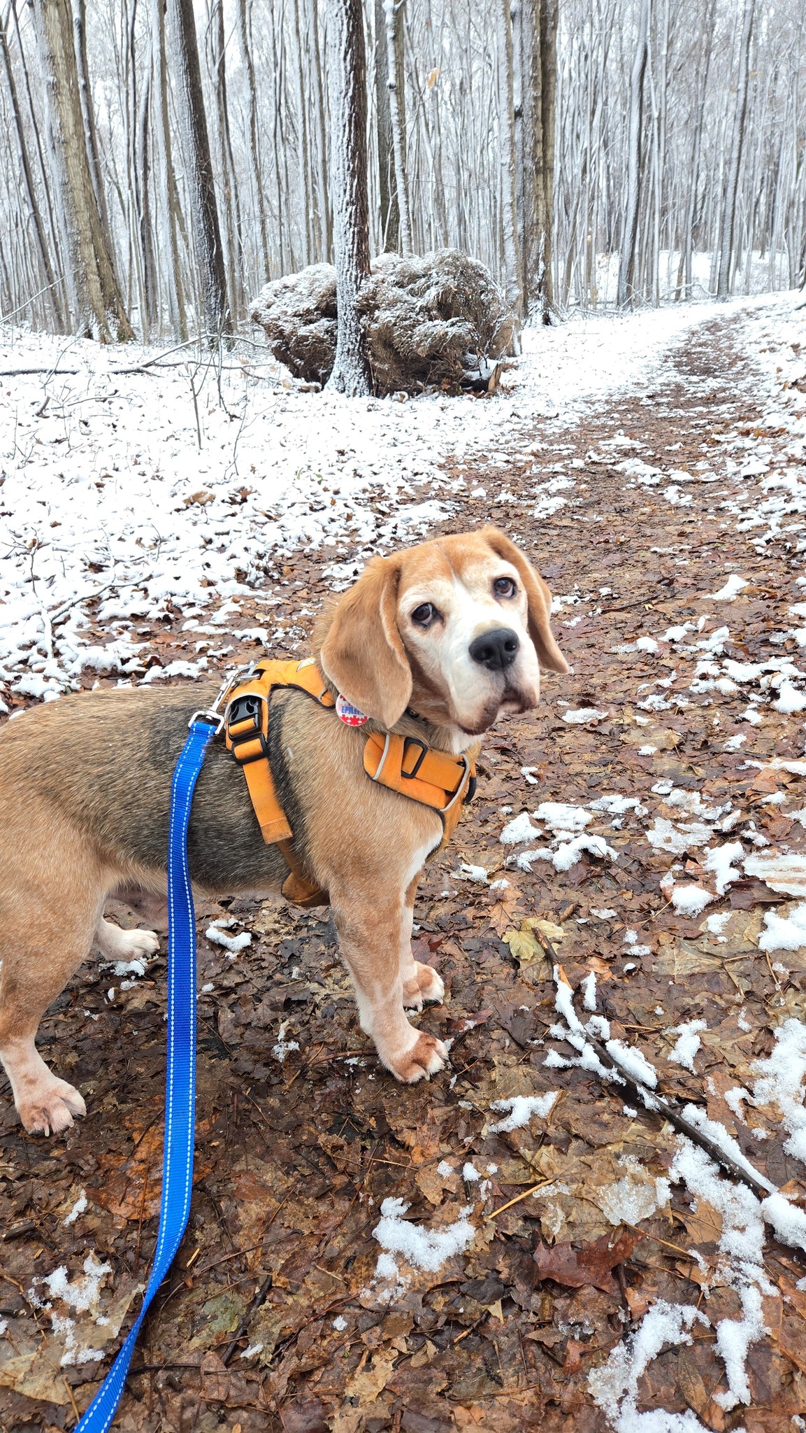 Brisco at Valhalla Park in Holt, Michigan