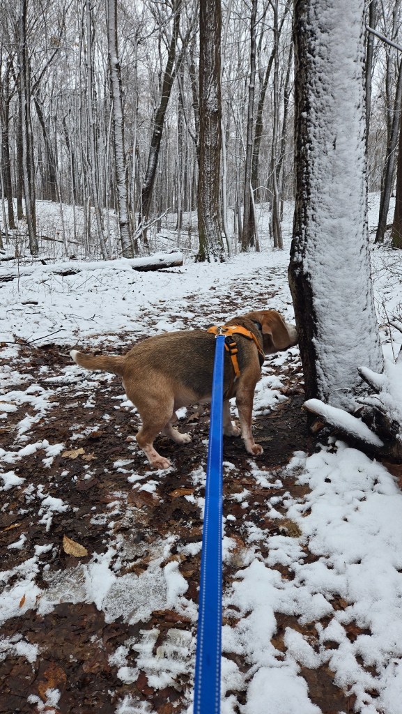 Brisco sniffing a tree