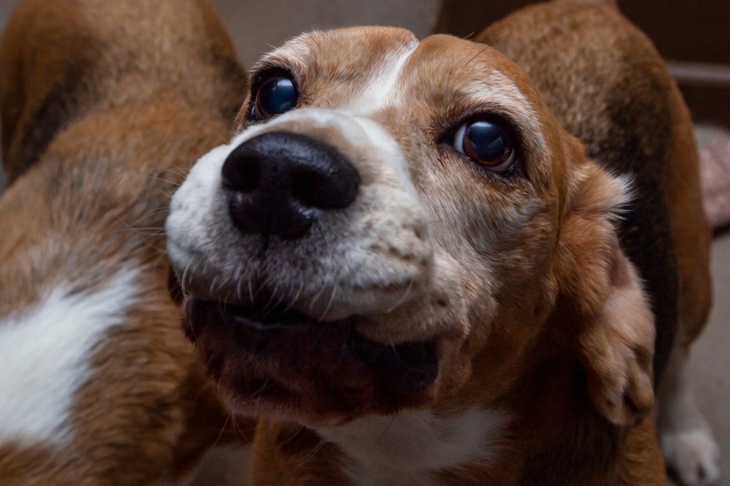 A Tribute to My Best&nbsp;Friend