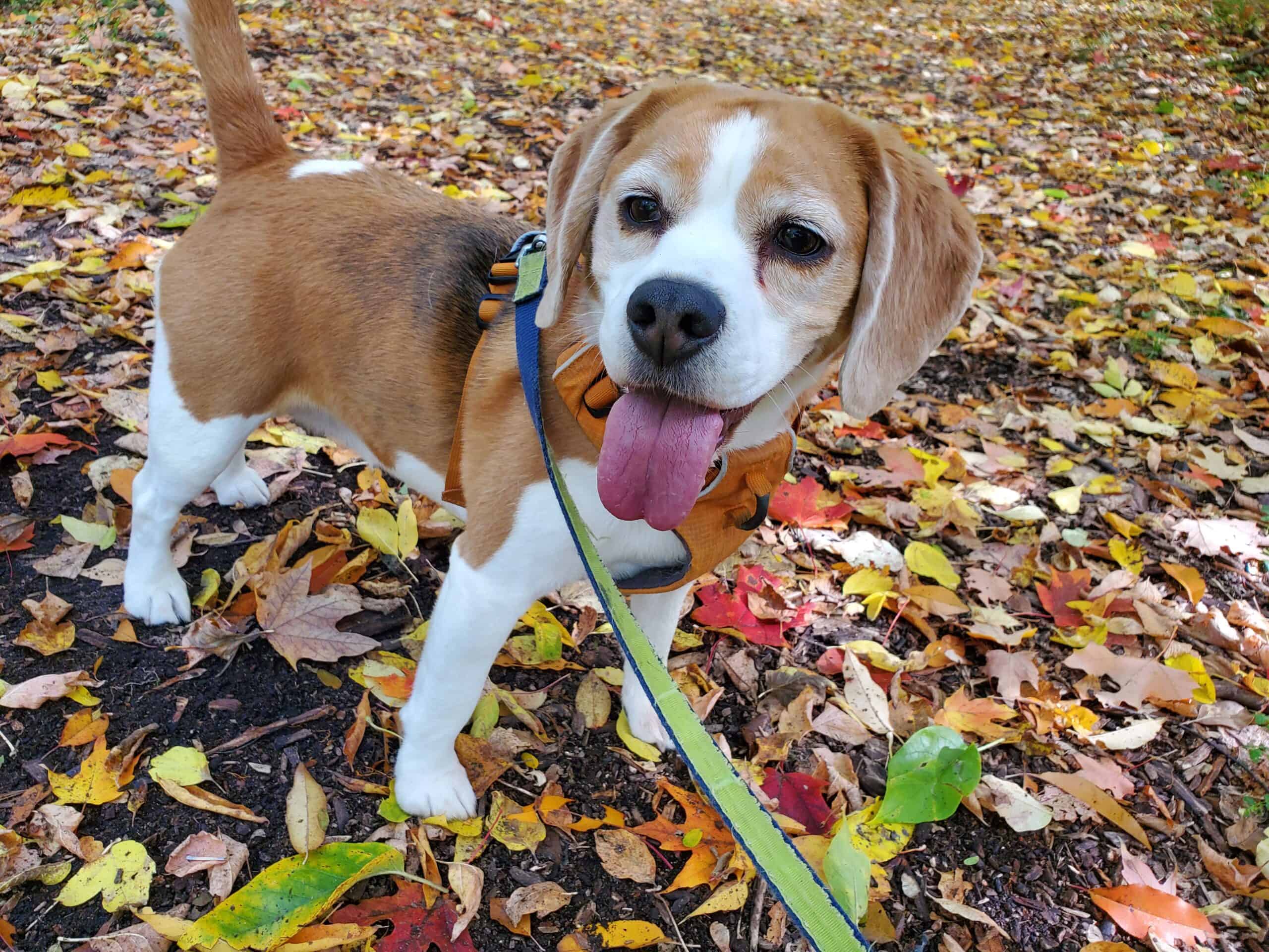 From Banshee to Piglet: A Celebration of Delilah