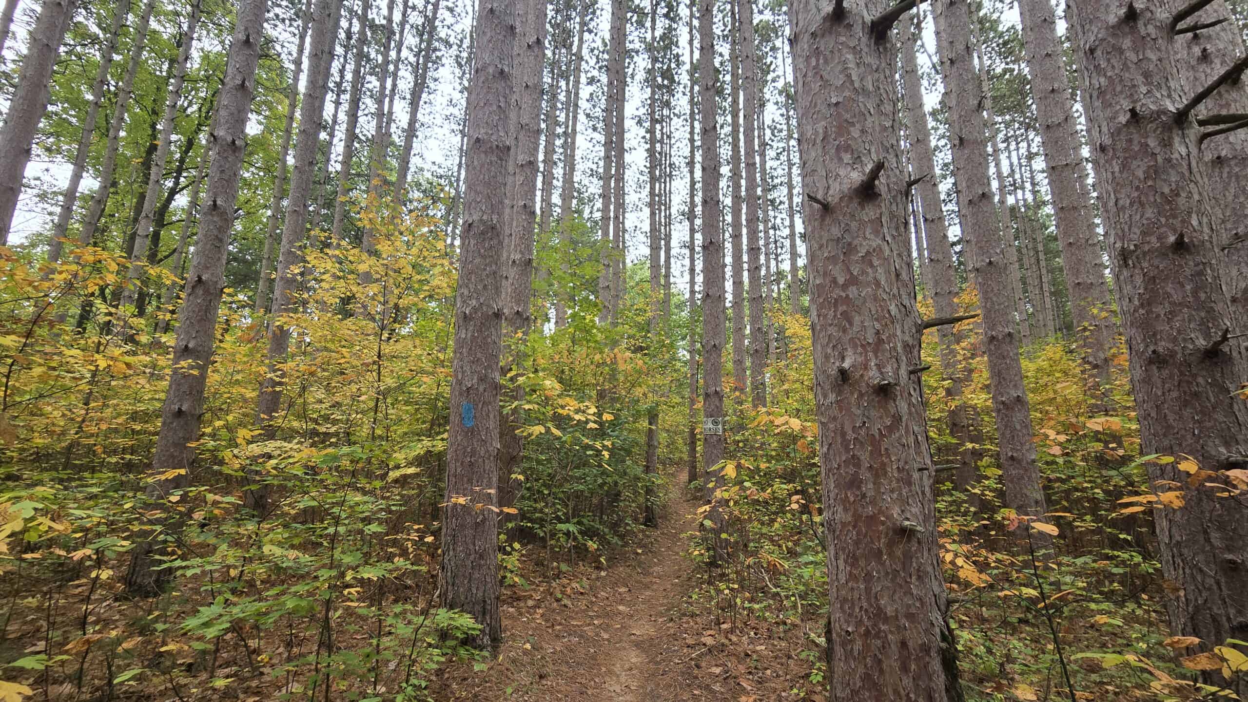 Michigan’s Gem: Exploring the North Country Trail in Yankee Springs