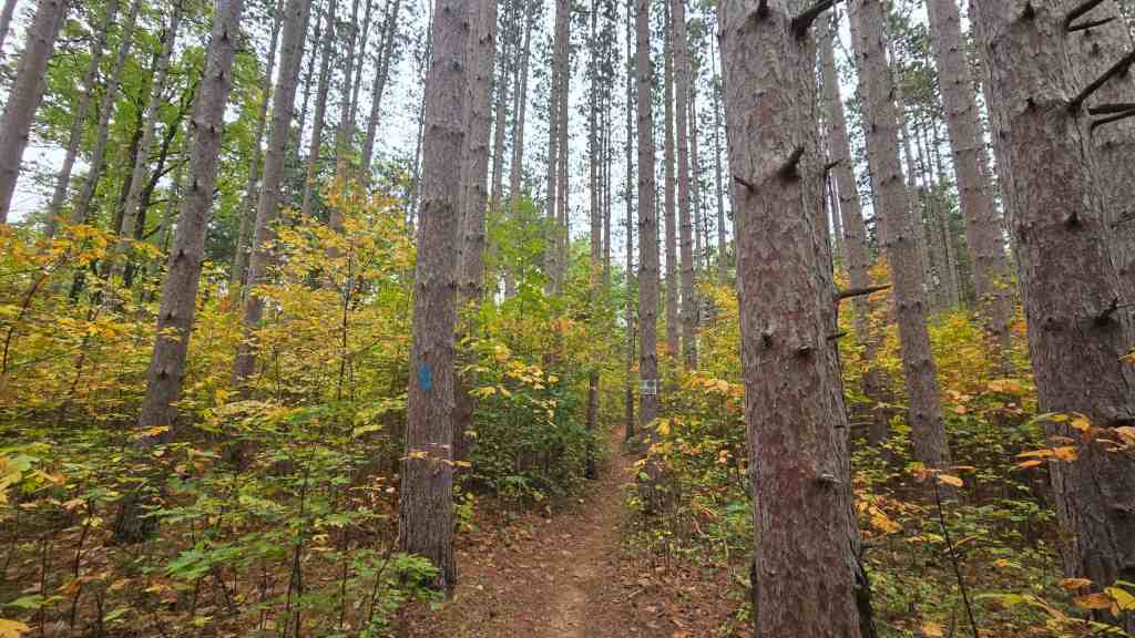 Michigan’s Gem: Exploring the North Country Trail in Yankee&nbsp;Springs