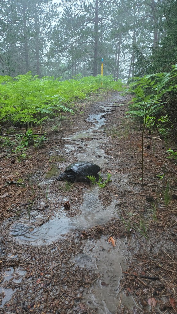 Snapping turtle on the trail