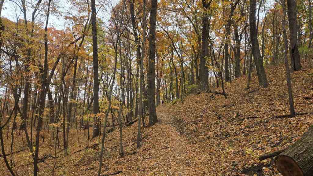 Return to Bonfyre Trail&nbsp;Fest