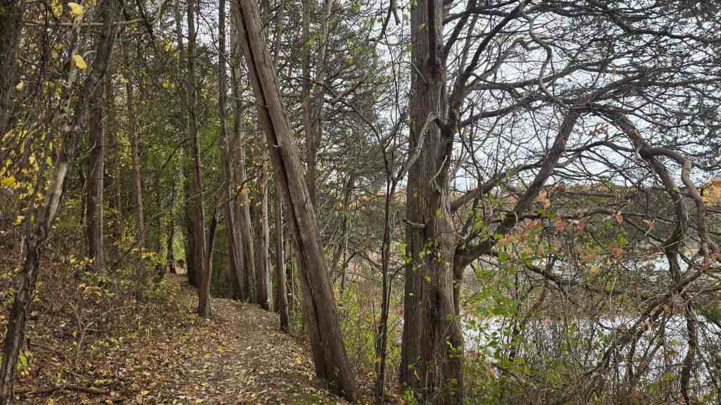 The trail going through cedar trees along a lake at Bonfyre Trail Fest