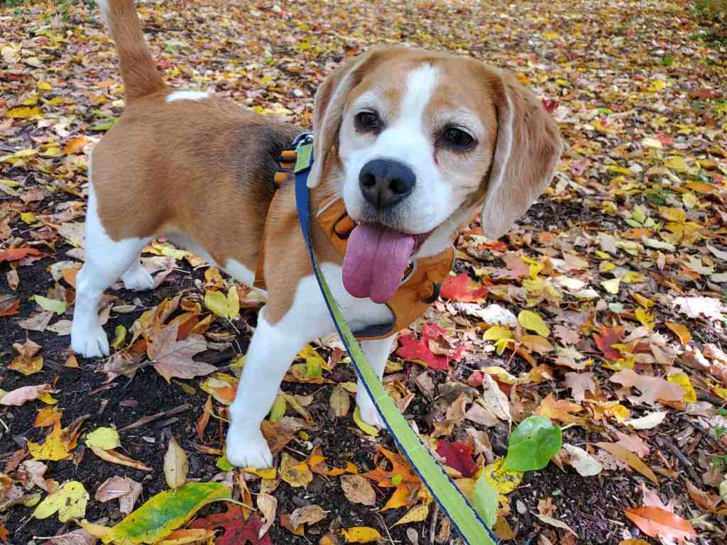 From Banshee to Piglet: A Celebration of&nbsp;Delilah