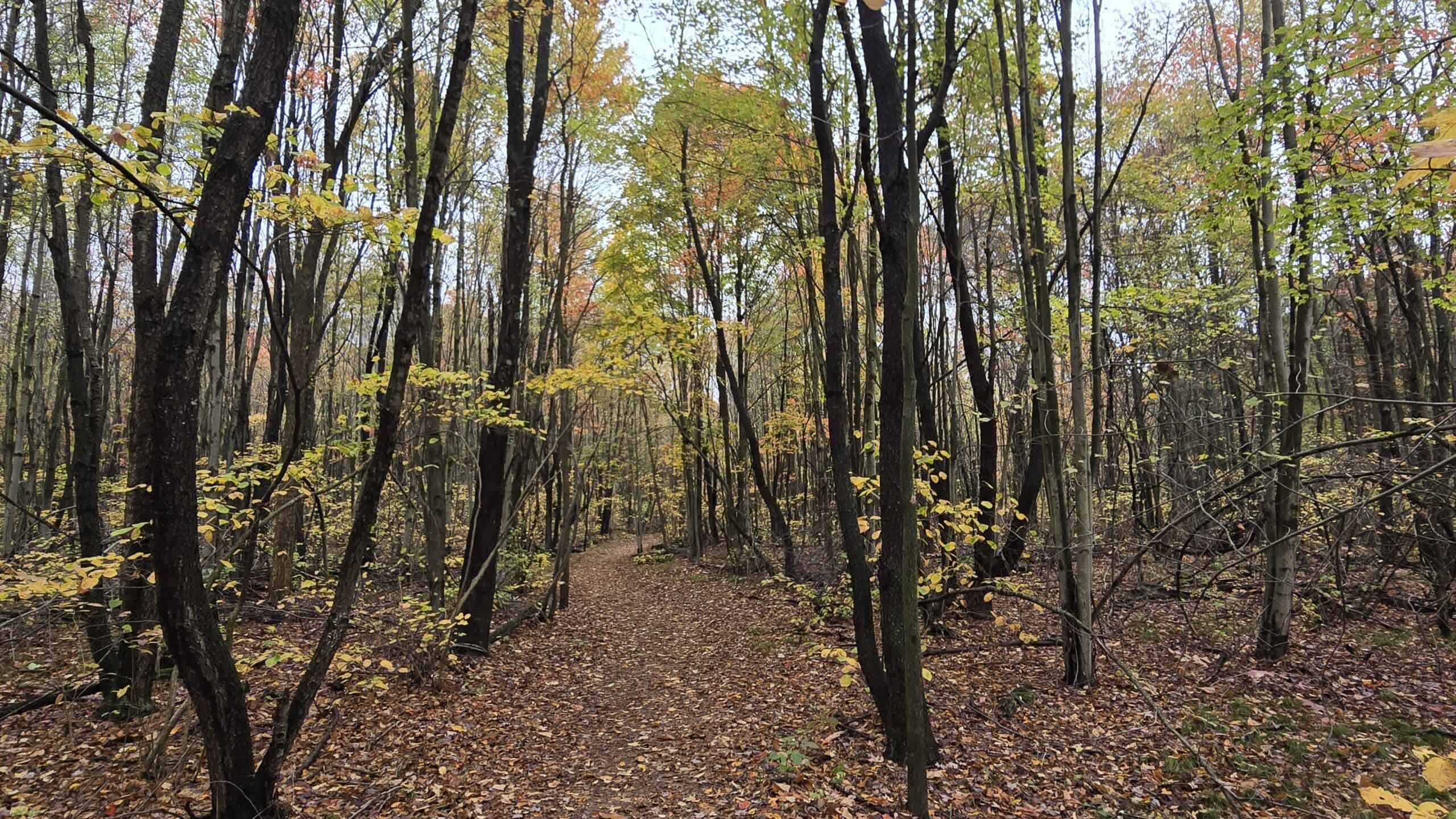 Leaf covered Crooked Lake Trail