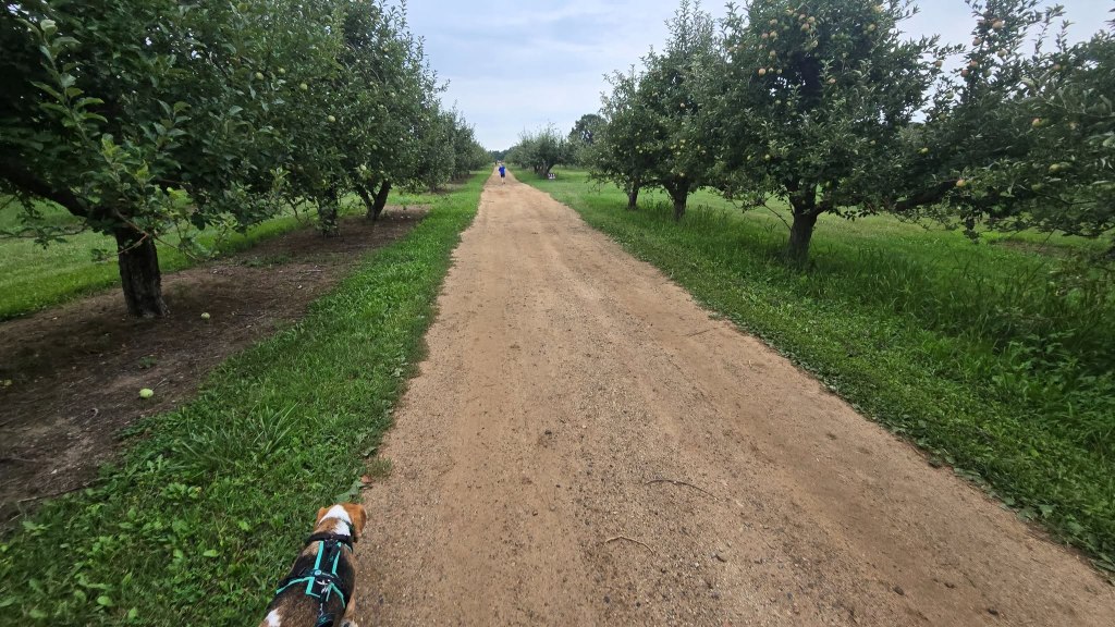 Dakota runnning on a dirt road through an apple orchard